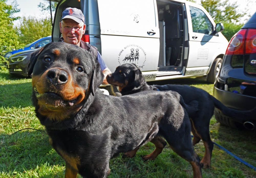 Züchter Karl-Heinz Meier aus Hasselfelde war mit drei Hunden am Start. Unser Bild zeigt die Rottweiler Calypso (vorn) und Fee.