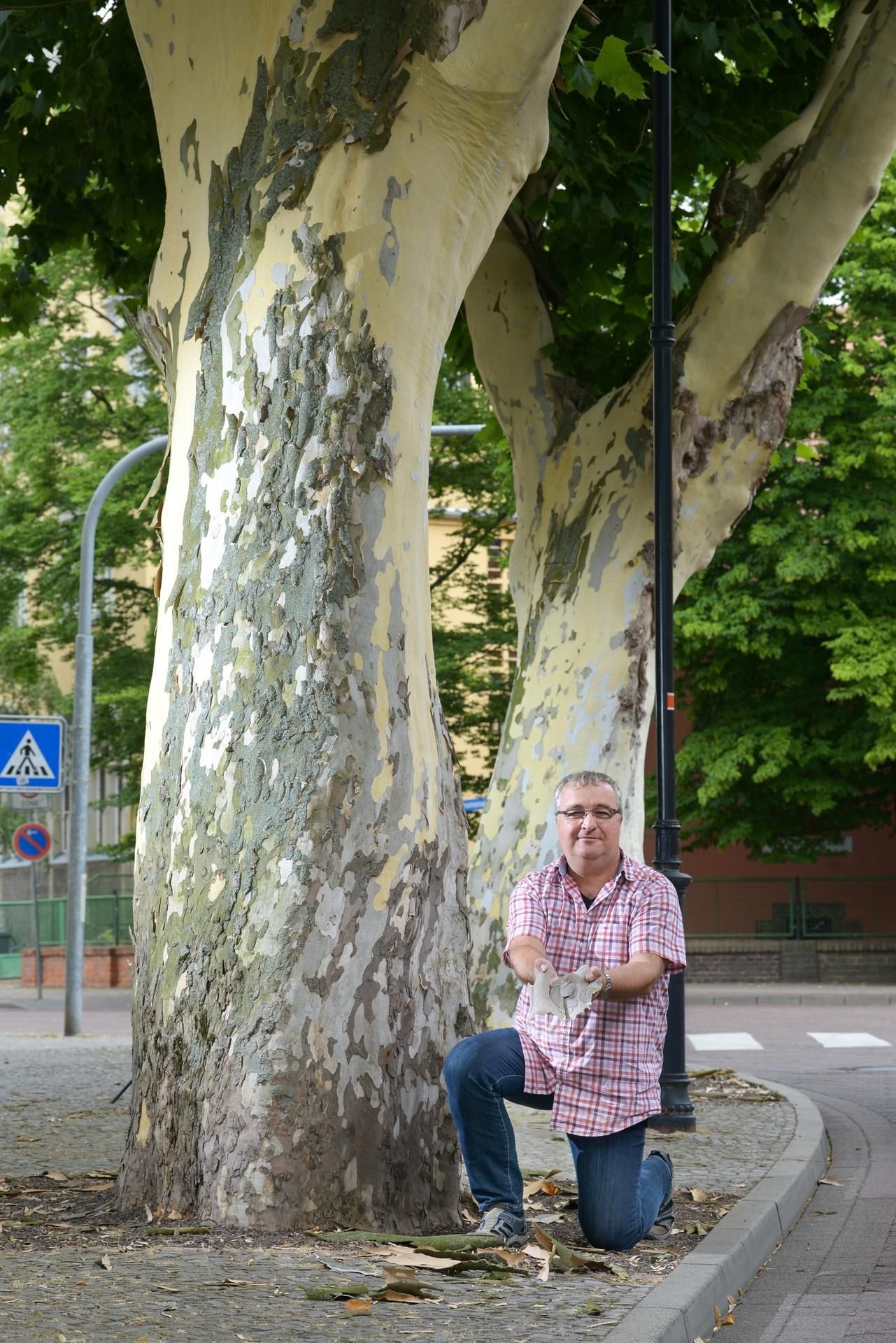 Auch die beiden Platanen vor seinem Bürofenster werfen große Teile ihrer Borke ab. Oliver Reinke bleibt dennoch gelassen.