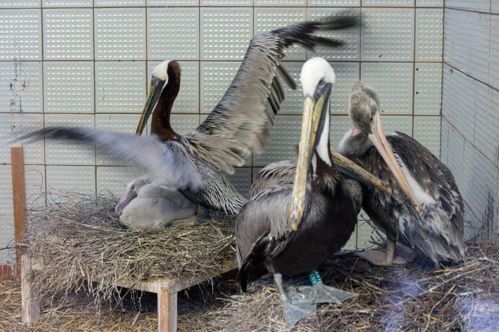 Ein Jungpelikan sitzt im Zoo Halle im elterlichen Nest.