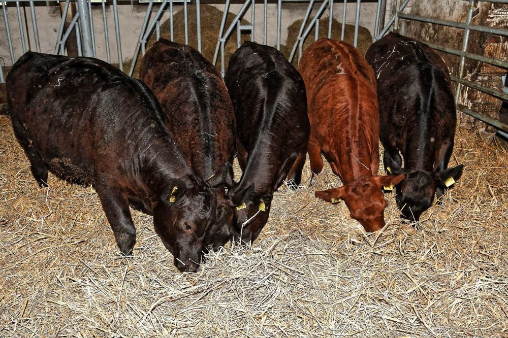 Angus-Rinder sind entweder schwarz oder rot.