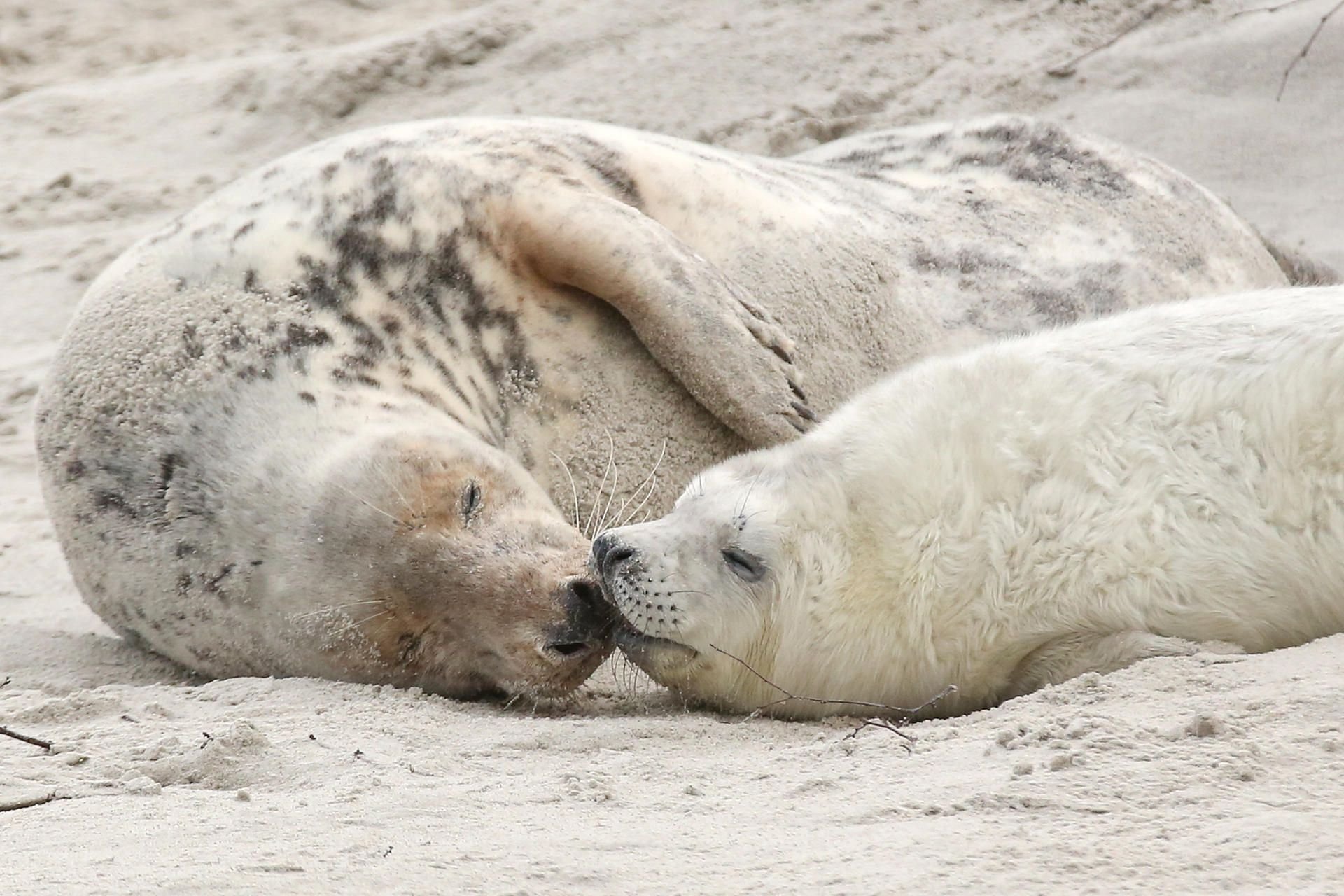 Helgoland: Eine junge Kegelrobbe und das Muttertier liegen am am Strand der Düne vor der Hochseeinsel Helgoland.