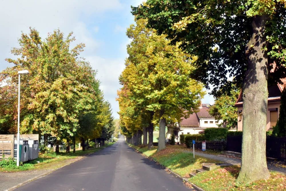 So prächtig zeigt sich zurzeit die Linden-Allee in der Bahnstraße. Doch der Schein trügt. Die Bäume sterben, weil sie von innen faulen.