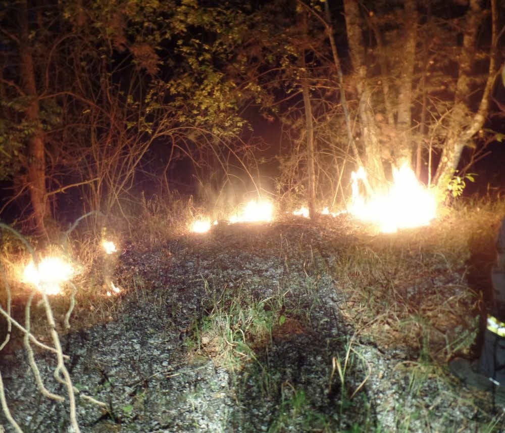 In der Ölpfuhlallee brannten mehrere hundert Quadratmeter Waldboden. Nach 4 Uhr ging der Notruf ein.