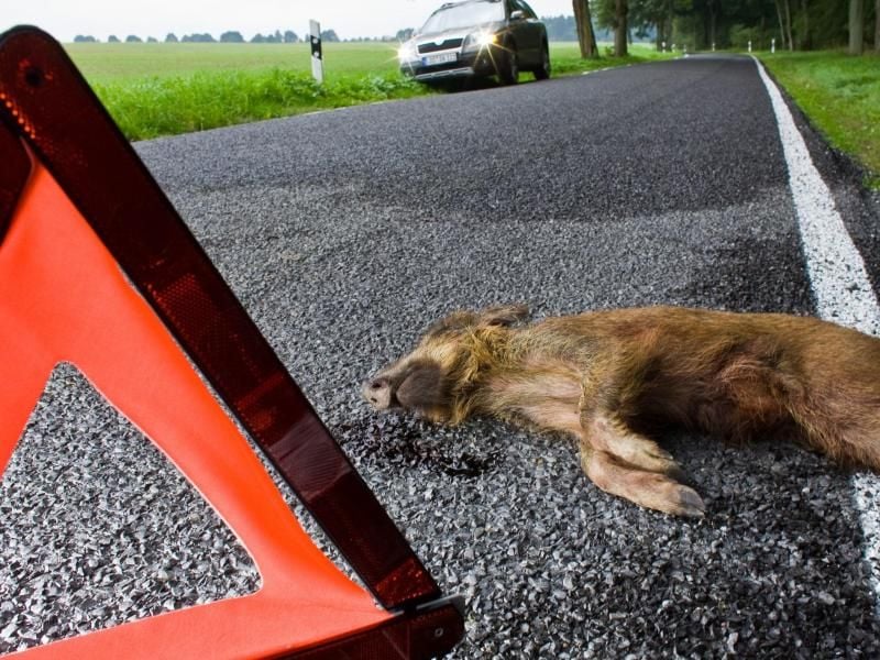 Achtung, Wildunfall: Kollidieren Autofahrer mit einem Wildtier, müssen sie die Unfallstelle absichern und informieren am besten die Polizei. Foto: Patrick Pleul