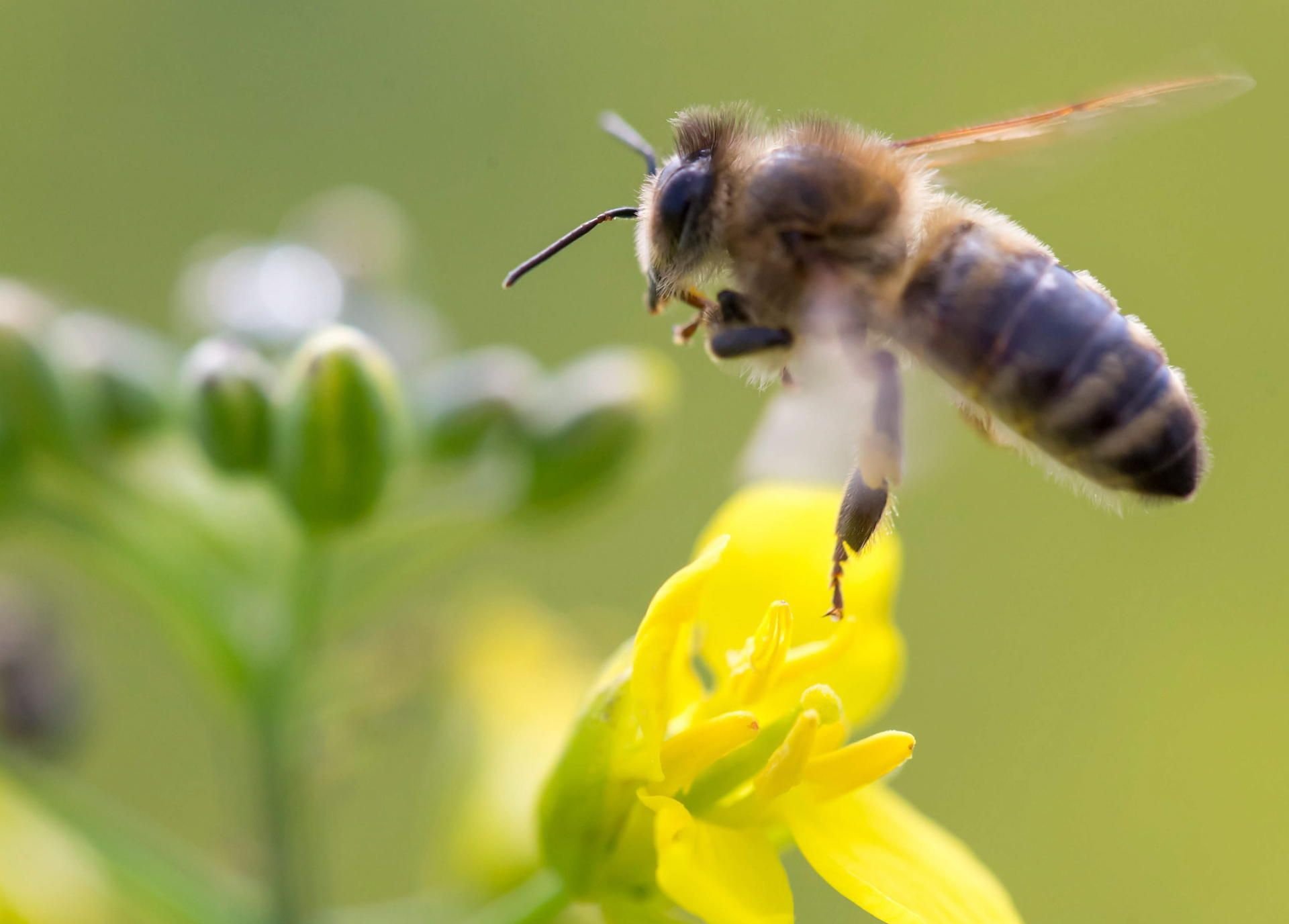Eine Biene im Anflug auf die Blüte. Im Harz soll mehr Lebensraum für die stark gefährdete Wildbiene entstehen.