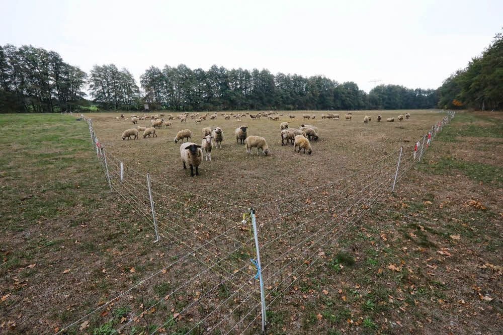 Ein Teil der Herde auf der Weide am Waldrand - das Areal ist mit einem Elektrozaun gesichert.