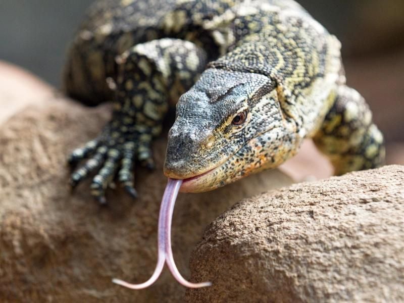 Warane, wie dieser Regenwald-Nilwaran, brauchen ein sehr großes Terrarium. Foto: Friso Gentsch/dpa/tmn