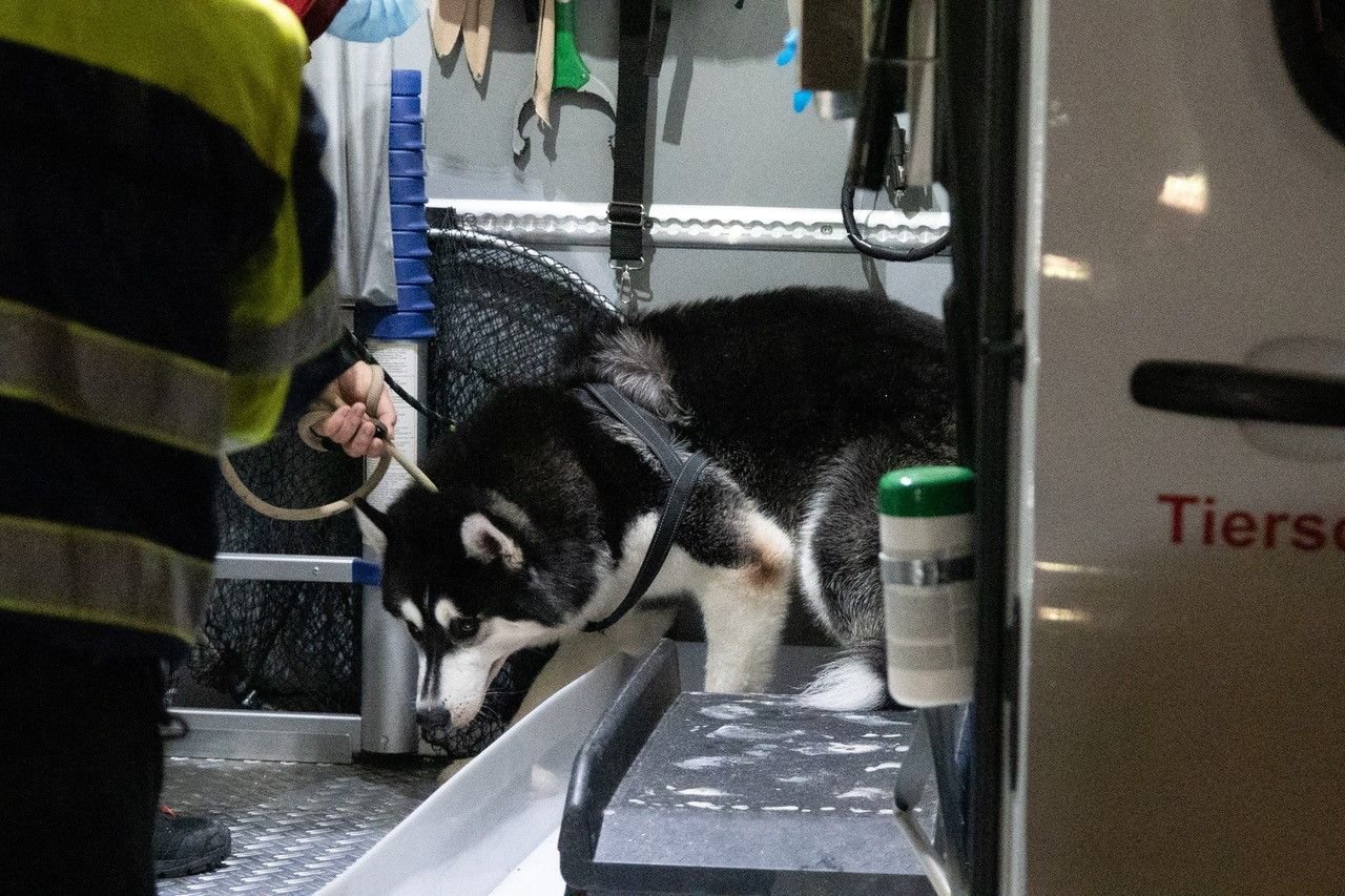 Ein Mitarbeiter der Tierrettung bringt einen Husky in ein Auto. Die Tierrettung hat in Krefeld 19 Hunde aus einer verwahrlosten Wohnung geholt.