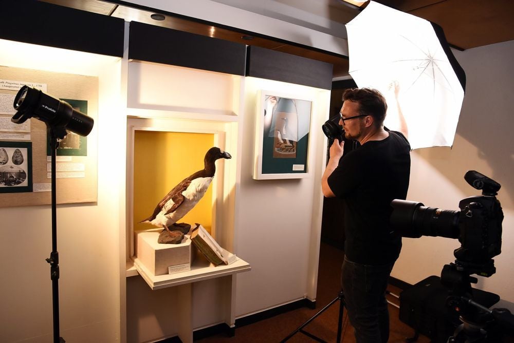 Gut ausgeleuchteter Schatz: Fotograf Christian Tech setzt den Riesenalk des Naumannmuseums in Szene.