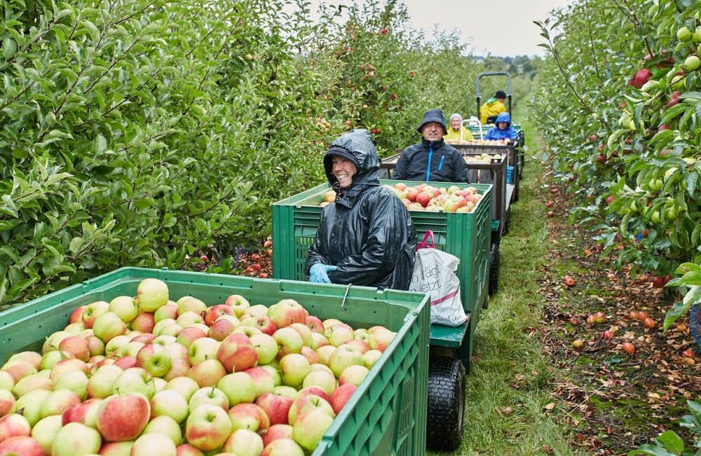 Die Erntehelfer lassen sich ihre gute Laune auch nicht vom Regenwetter verderben. Nach getaner Arbeit geht es vollbeladen auf die Heimfahrt.