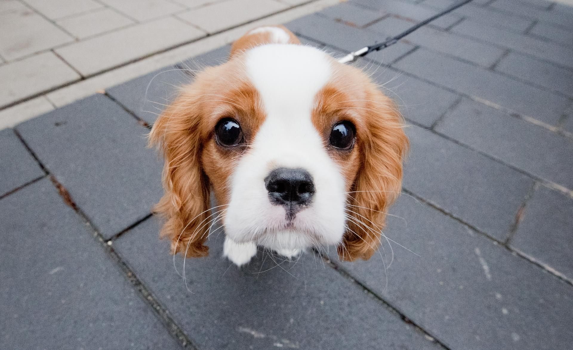 Typischer Hundeblick