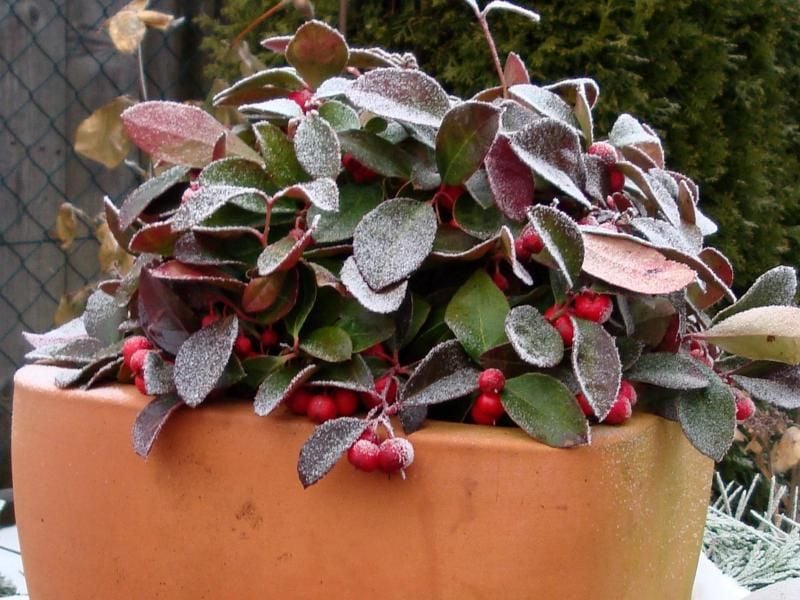 Karge Umgebung: Im Winter wirken immergrüne Pflanzen wie die Scheinbeere auf dem Balkon besonders gut. Foto: Gerlinde Mayer (Archiv)