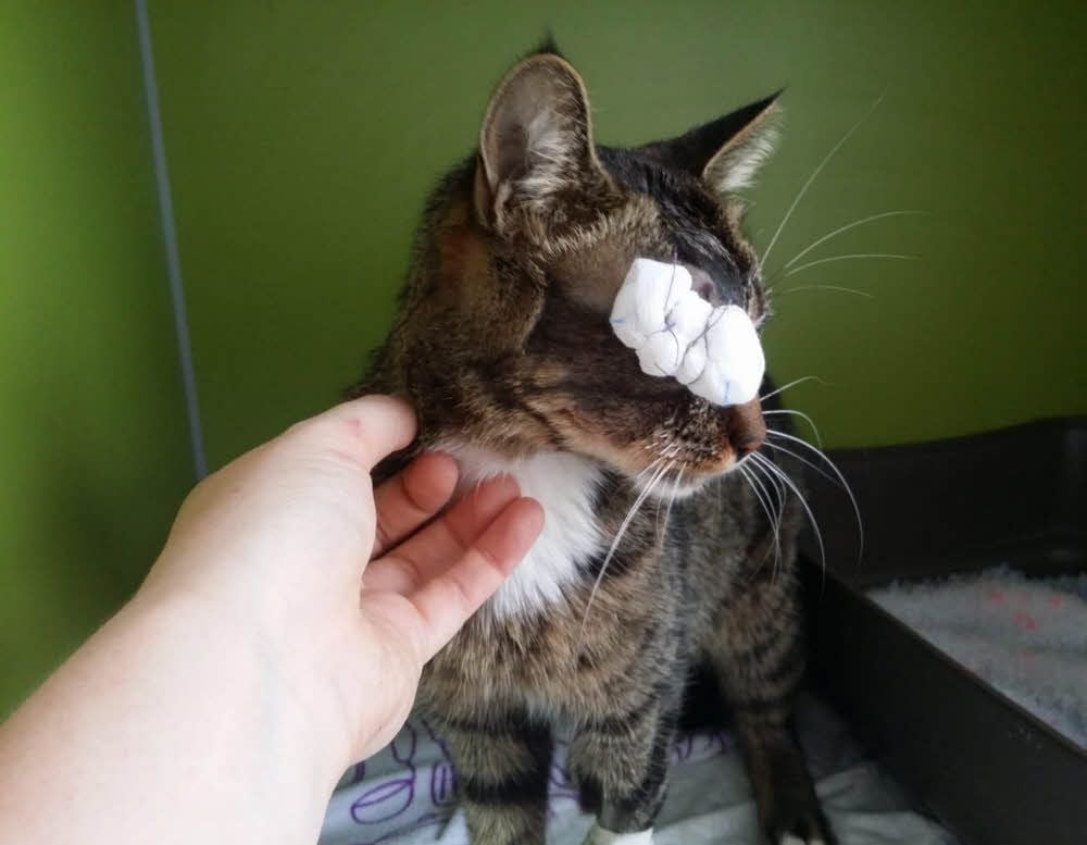Dem zweijährigen Kater Sammy wurde vermutlich direkt in die Augen geschossen. Er überlebte den grausamen Angriff nur knapp.Wegen der Erblindung kann er allerdings nicht wieder zurück zu seinen Besitzern .