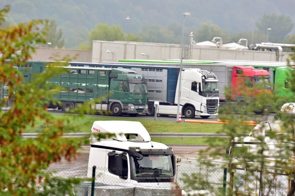 Sie gehören zum täglichen Bild im Industriegebiet im Weißenfelser Norden: Schweinetransporter für den Schlachthof.