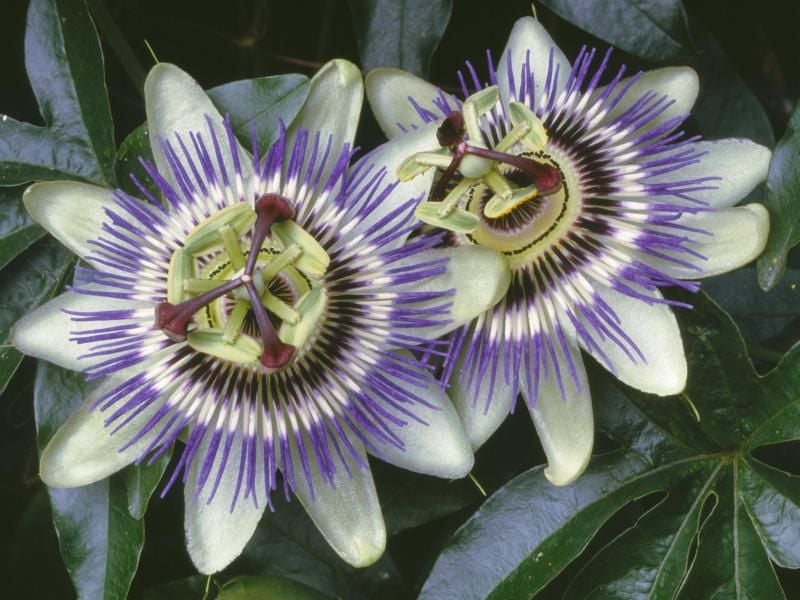 Die geläufigste Art, die man im Handel findet, ist als Blaue Passionsblume oder Passiflora caerulea bekannt. Foto: Marion Nickig