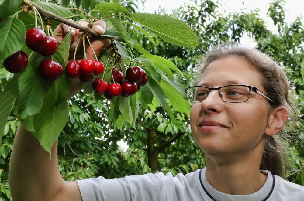 Claudia Proske hilft mit bei der Ernte der ersten Kirschen auf dem Obst- und Weingut Goldschmidt in Beyernaumburg.