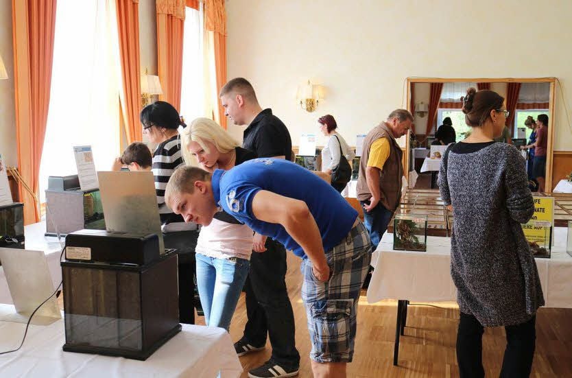 Blick in den Ausstellungsraum der Spinnenausstellung in Dessau.