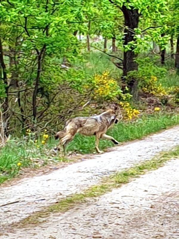 Diesen Wolf hat Marko Suske in der Nähe von Premsendorf gesehen.