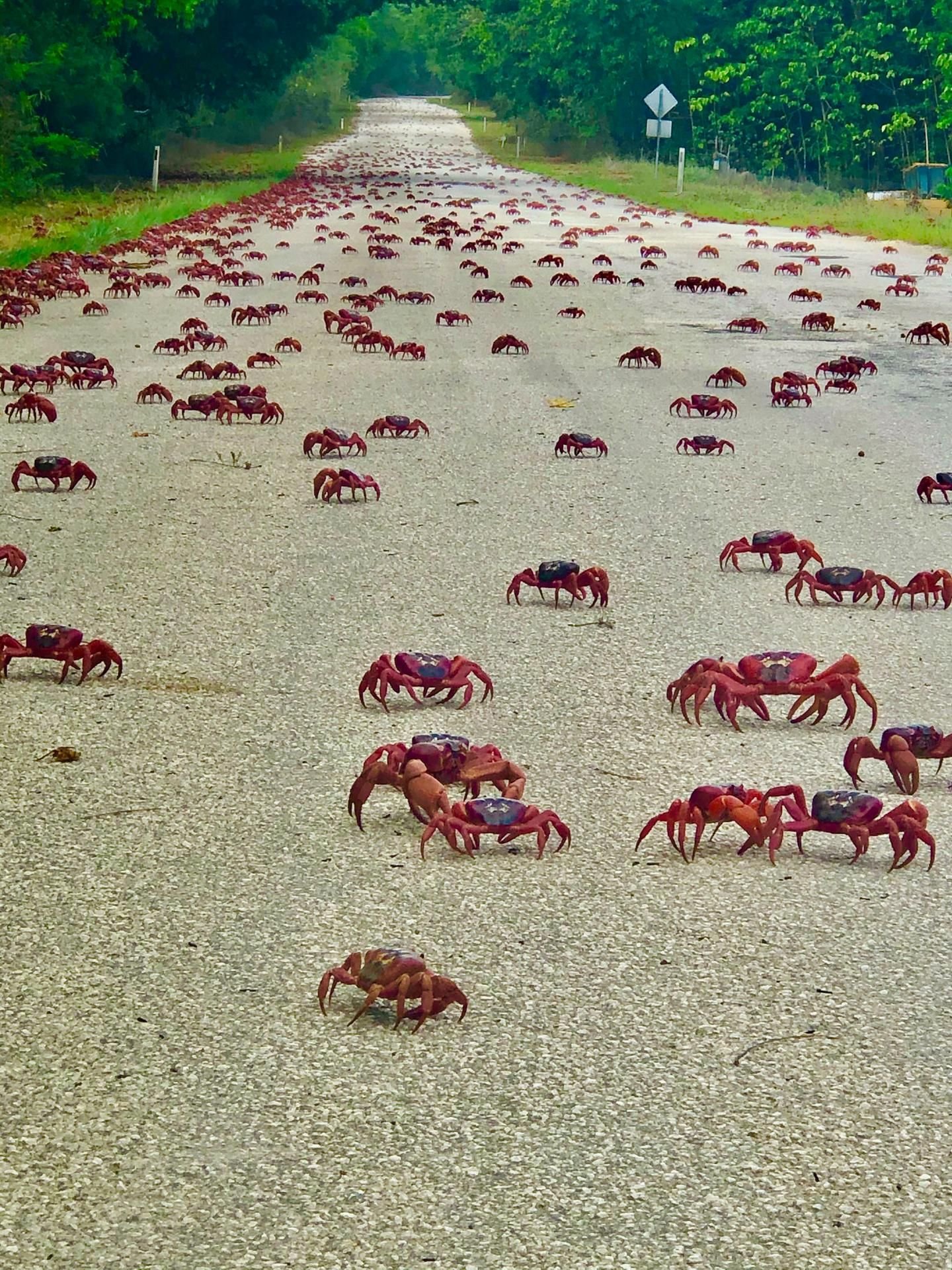 Rote Landkrabben bevölkern eine Straße auf der Weihnachtsinsel.