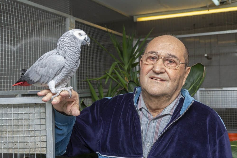 Manfred Arnold sucht den Besitzer eines entflohenen Graupapageis.