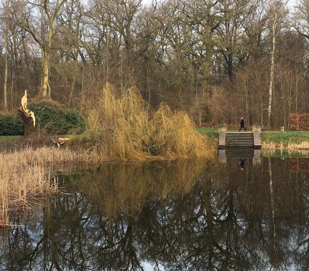 Die Trauerweide liegt im Viereckteich.