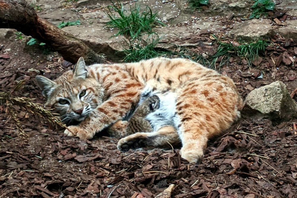 Ein äußerst seltener Schnappschuss: Das Rotluchsweibchen im Ascherslebener Zoo hat im Außengehege ihr Junges bekommen.