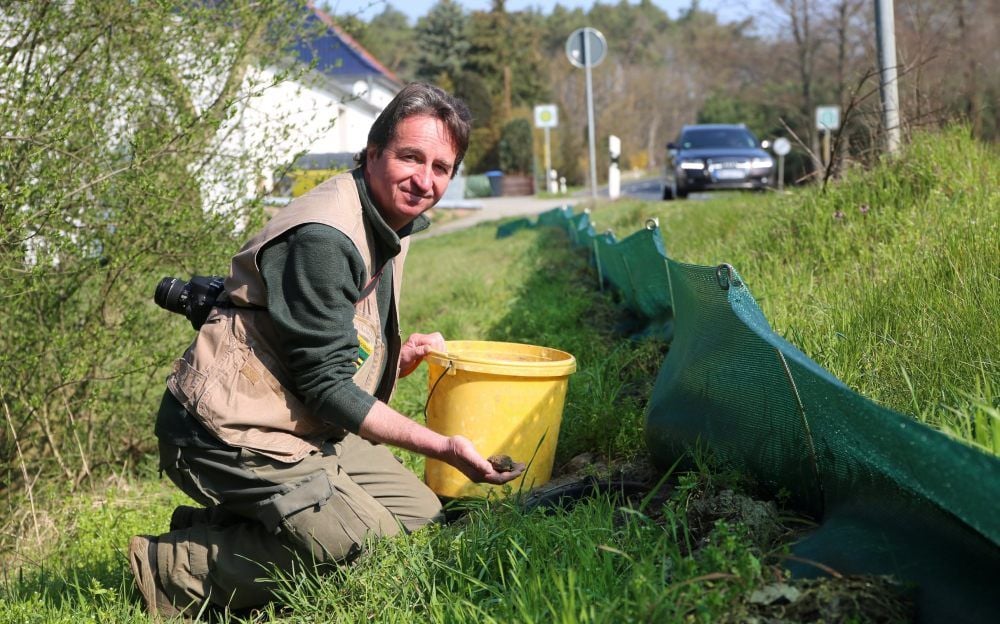 Da krabbelt doch schon wieder was im Eimer! Täglich inspiziert Volker Friedrich die Lebendfallen an der Straße zwischen Bad Düben und Söllichau, um den Erdkröten sicher über die Straße zu helfen - zum Laichgewässer.