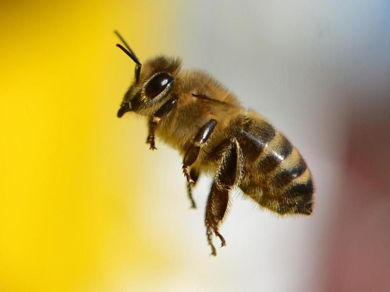 Eine Wildbiene ist im Anflug auf einen Bienenstock. Foto: Arne Dedert/Archiv