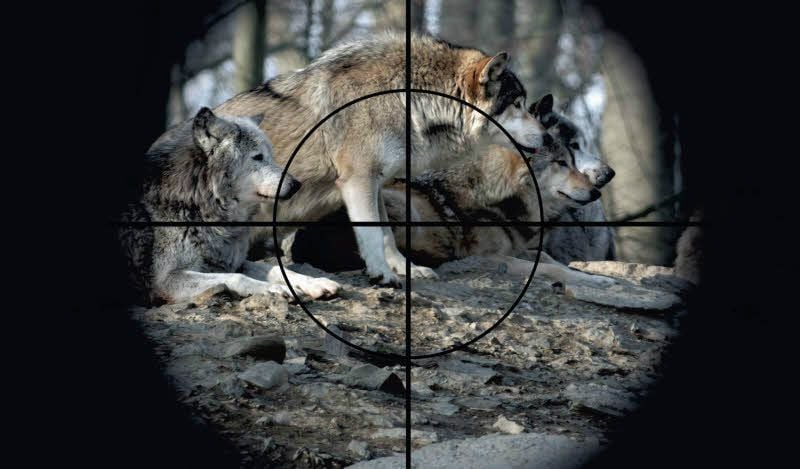 Im Norden Deutschlands soll es einem Wolfsrudel an den Kragen gehen.