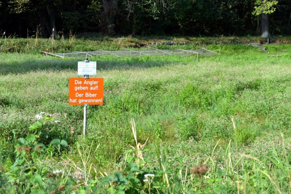 In den Augen der Angler trägt der Biber die Hauptschuld.