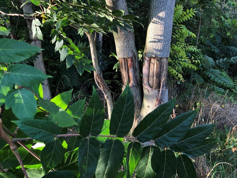 Teile der Rinde wurden den Bäumen bei Seeburg entfernt.