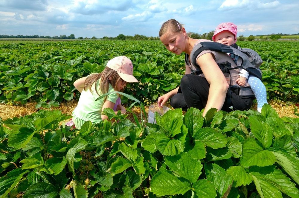 Kathleen Schlör pflückt mit ihren Kindern Erdbeeren.