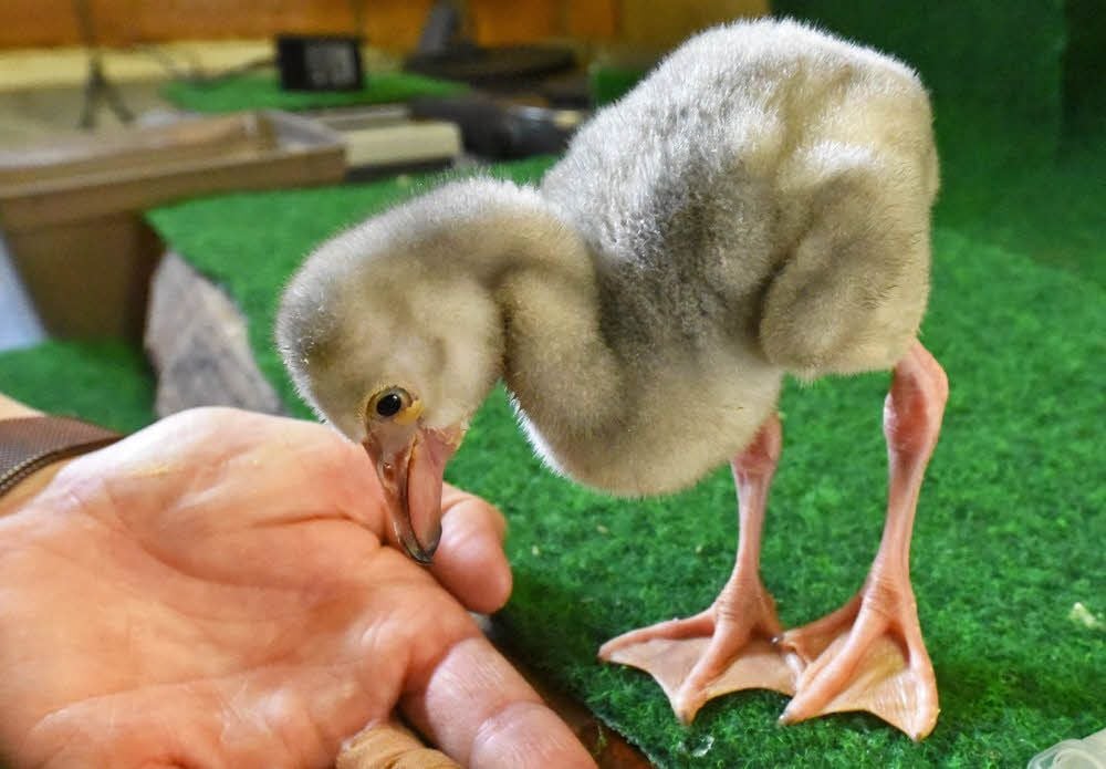 Der Mini-Flamingo ist schon gut unterwegs. Die Nahrung ist der natürlichen Kropfmilch der Vögel nachempfunden und macht fit. Sie wollen das Video mit dem Küken sehen? Laden Sie die App „MZ virtuell“ auf Ihr Smartphone herunter, scannen Sie das Foto mit dem Logo und der Film startet.