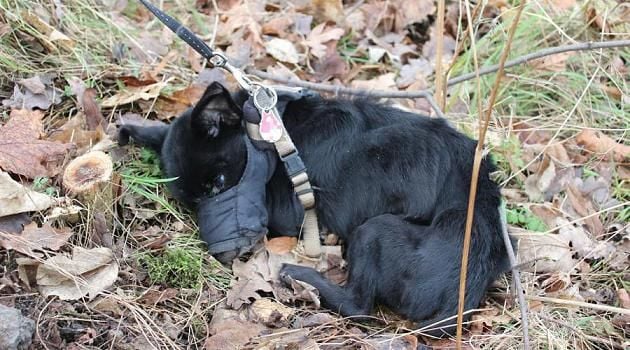 Dieser Hund starb, nachdem ihn ein Unbekannter in Eiseskälte an einen Pfahl angebunden hatte.