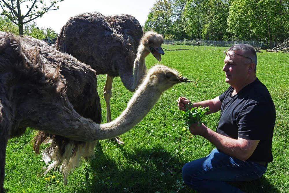 Achim Zemelka liebt seine Emus.