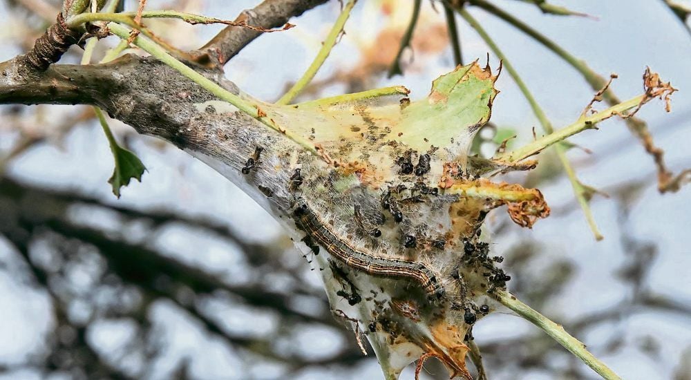 In solchen Gespinsten überwintern die Goldafter-Raupen in den Zweigen. Im Frühjahr beginnt dann das große Fressen.