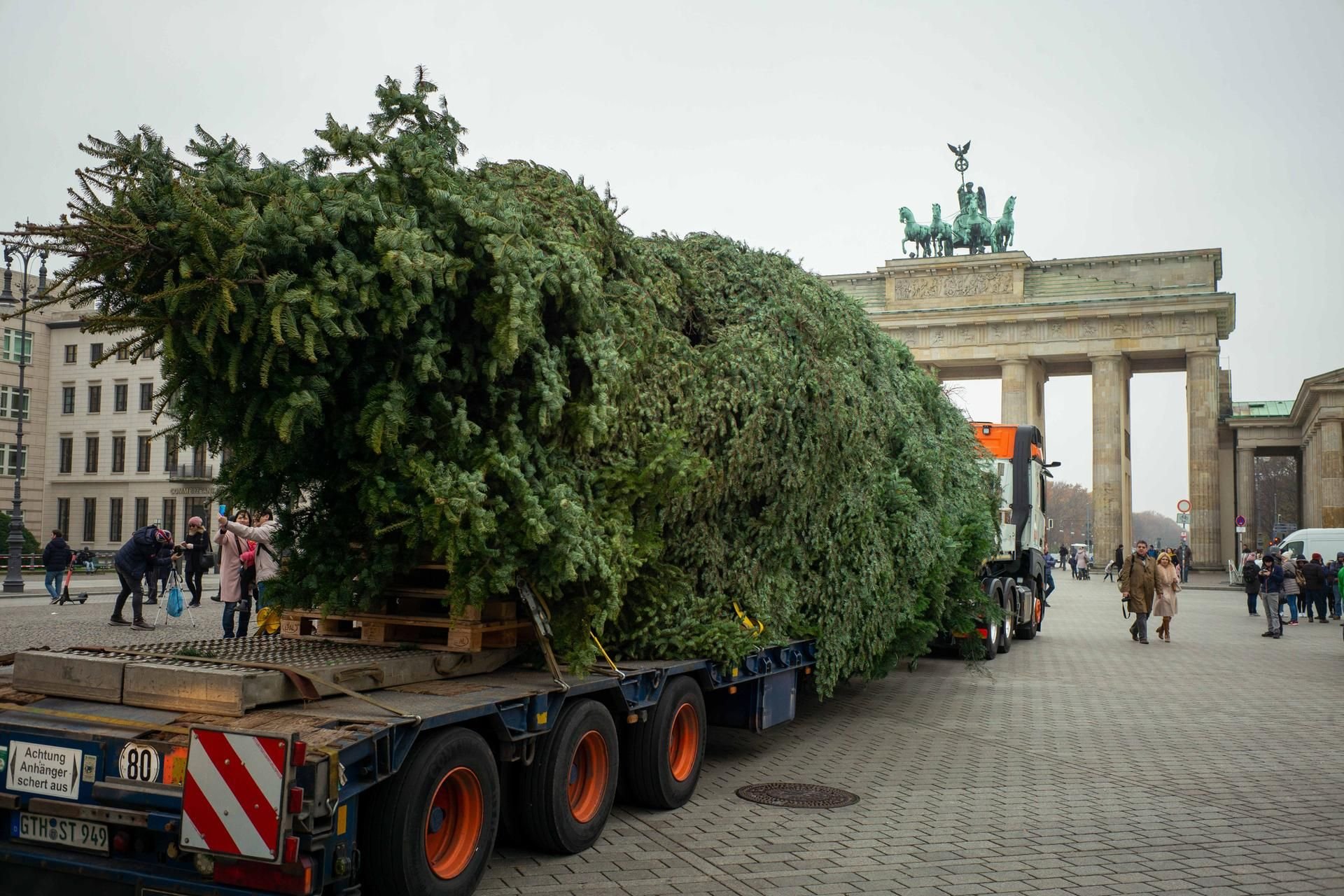 Der diesjährige Hauptstadt-Baum ist am Brandenburger Tor in Berlin angekommen.
