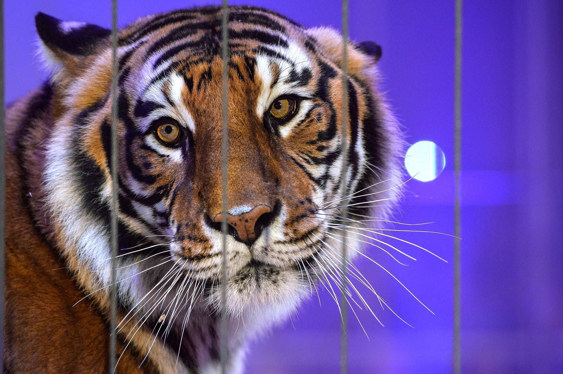 Der Tiger griff die Dompteure durch einen Metallzaun am Zirkusgehege an. (Symbolbild)
