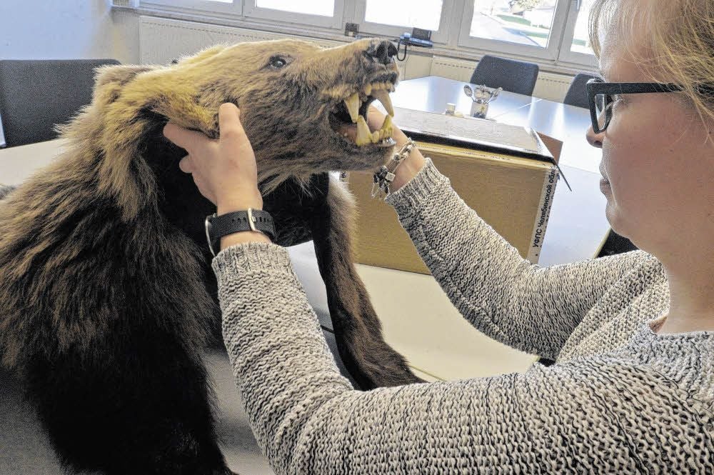 Zöllnerin Laura Surauf aus Staßfurt schaut sich den ausgestopften Braunbären in Aschersleben genau an.