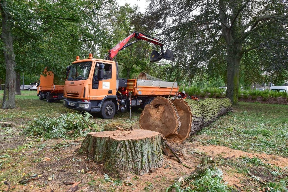 Der 160 Jahre alte japanische Schnurbaum im Stadtpark musste gefällt werden.