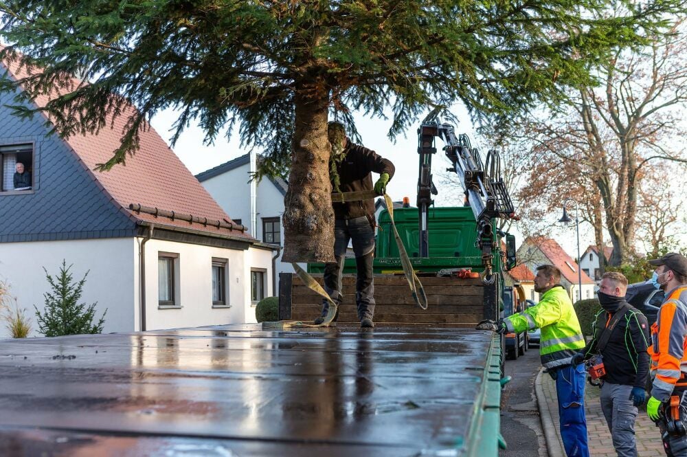 Ein Kran hievt die Fichte zum Transport auf den Tieflader.