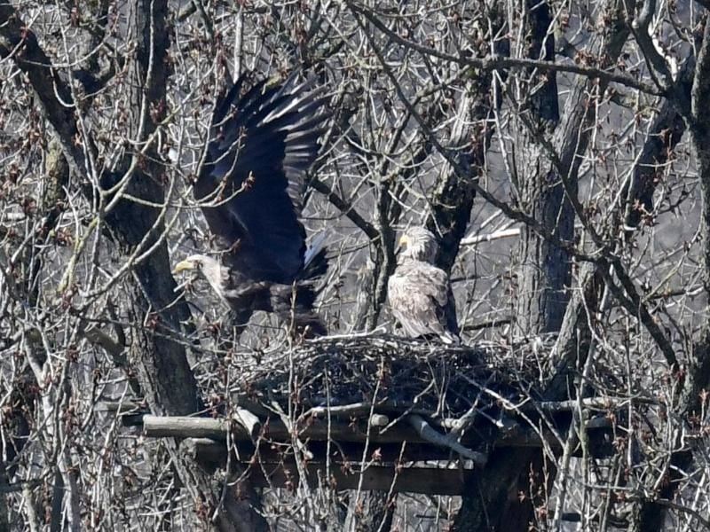Ein Seeadler-Paar ist an ihrem Horst zu sehen. Foto: Carsten Rehder/dpa/Archivbild