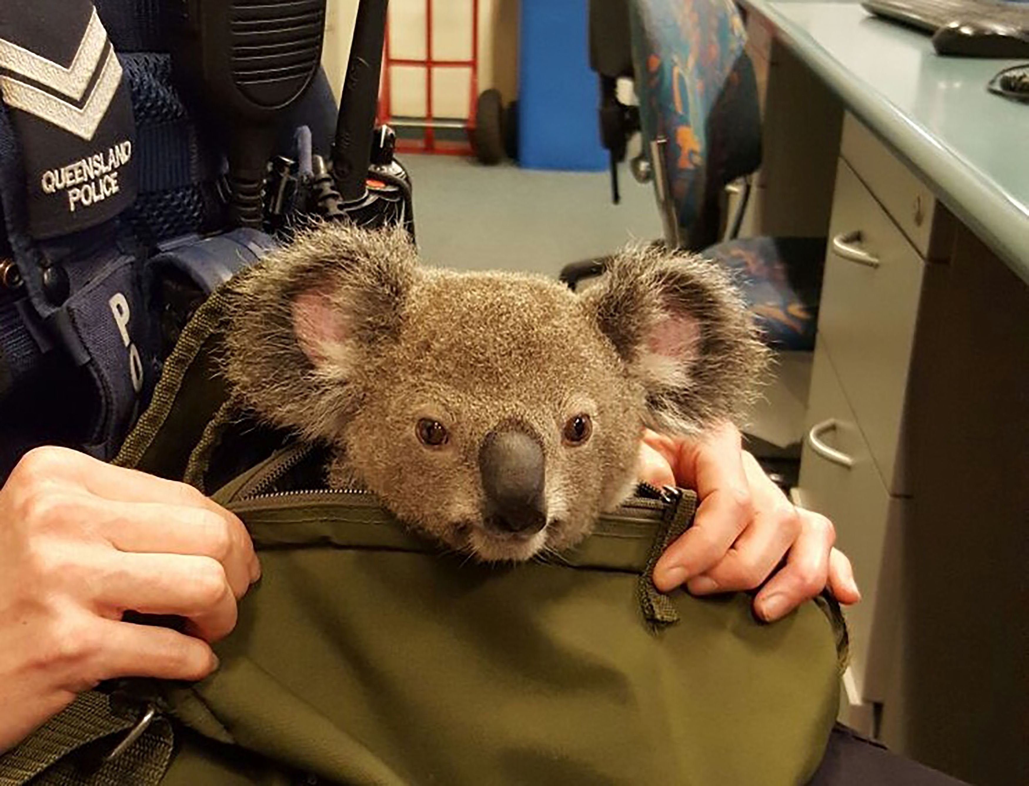 Geldbörse, Haustürschlüssel, Baby-Koala? Eine Australierin trug dieses Tierchen im Rucksack mit sich herum.