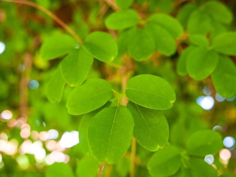 Die kletternde Fingerblättrige Akebie (Akebia quinata) eignet sich zur Begrünung von kleinen Gärten. Foto: Andrea Warnecke