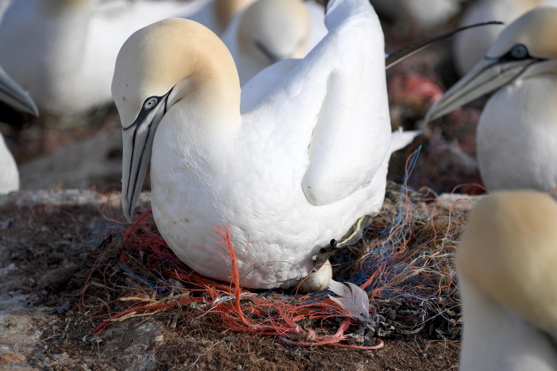 Ein Basstölpel im Plastiknest an der Küste von Helgoland.