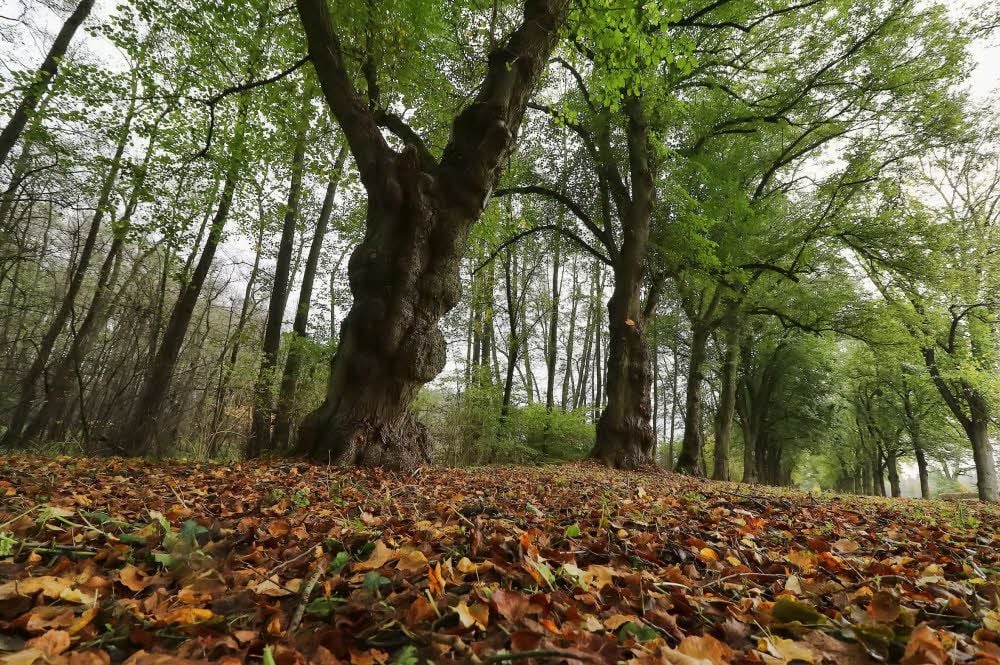 Die Landschaft im Südharz ist reich an außergewöhnlichen Orten für tolle Naturerlebnisse. Ein Beispiel ist die Lindenallee in Rottleberode.