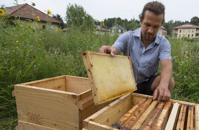 Ralph Wilkerling baut eine Beute aus Kiefernholz zusammen. Alles im Betrieb wird aus Naturmaterialien gebaut.