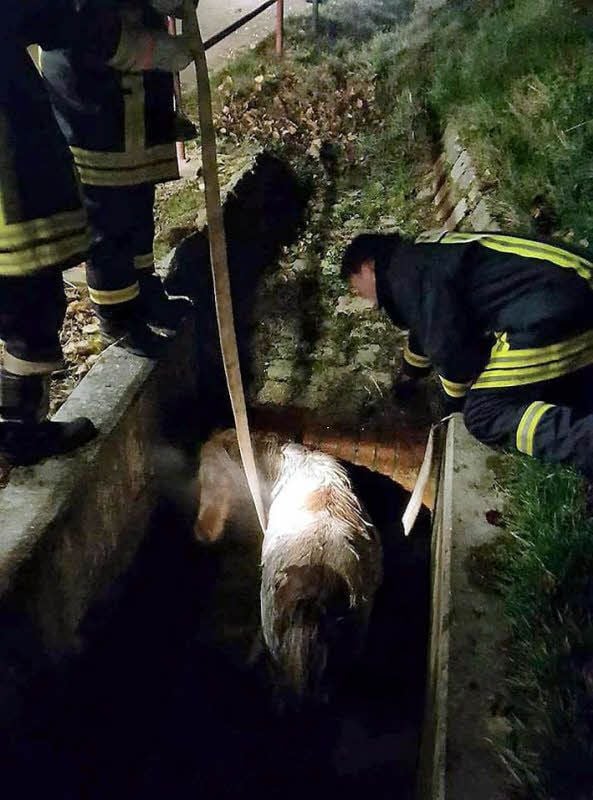 Wie rettet man ein Pony? Die Feuerwehrleute mussten sich etwas einfallen lassen, banden dem Tier zwei Schläuche um den Bauch und zogen es mit vereinten Kräften aus dem Graben.