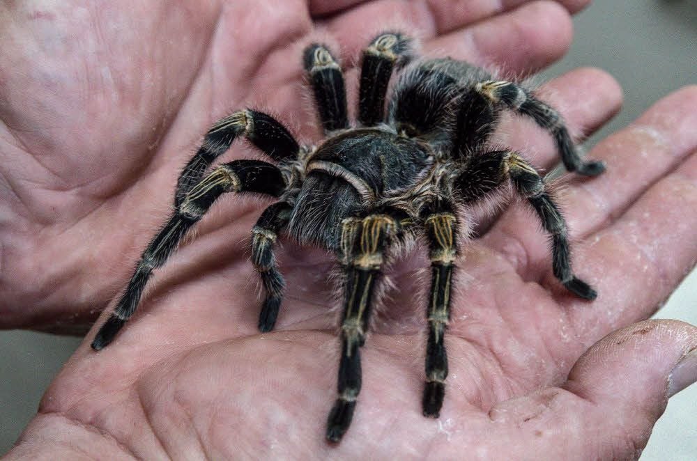 Sehr beliebt ist es, auch einmal eine Vogelspinne auf der Hand zu haben.