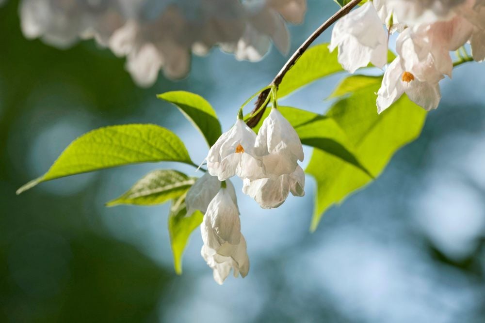 Die Blüten des Baumes.